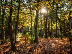 Waldeigentümer wenden sich gegen das „Märchen von der Holzknappheit“