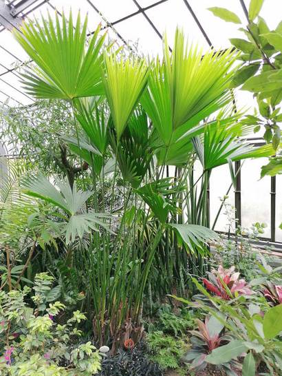 Botanischer Garten Karlsruhe - Pflanzenporträt im November: die Panamahut-Palme, Exot und Kulturgut