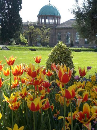 Botanischer Garten Karlsruhe: Wissenswertes über Tulpen, Narzissen, Hyazinthen