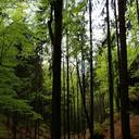 Deutscher Wald
