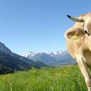 Umweltbilanz von Milch: Weidehaltung schlägt Stallhaltung
