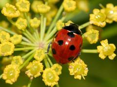 Studie bestätigt: Keine Erholung der Biomasse von Insekten