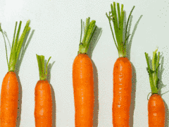 Möhren und Karotten: die cleveren Rüben