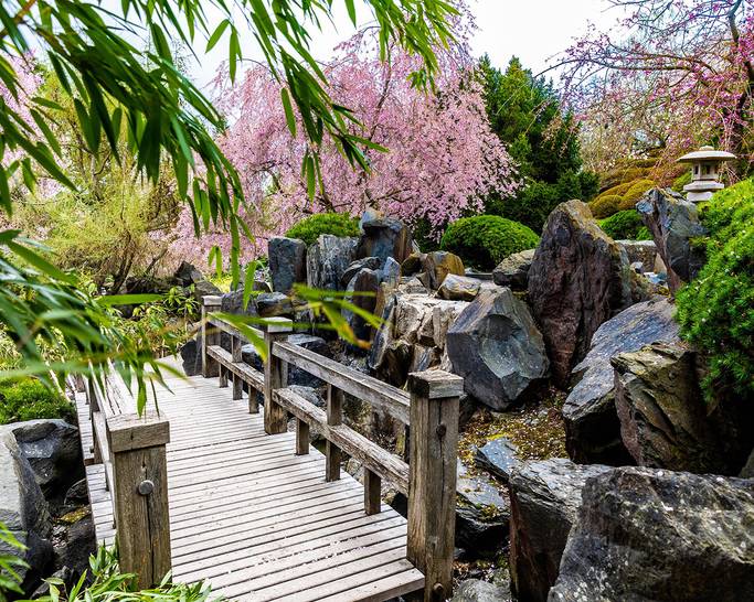 Volle Blüte egapark: Der Japanische Garten verzaubert seit 20 Jahren mit Blütenpracht