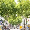 KIT-Experte zu aktuellem Thema: „Bäume sind ein Schutzschild gegen Klimawandelfolgen in der Stadt“