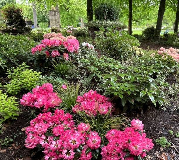 BUGA Mannheim 2023: Rhododendronblüte im Luisenpark