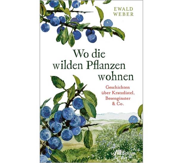 Buchankündigung: »Wo die wilden Pflanzen wohnen. Geschichten über Kratzdistel, Besenginster & Co.«