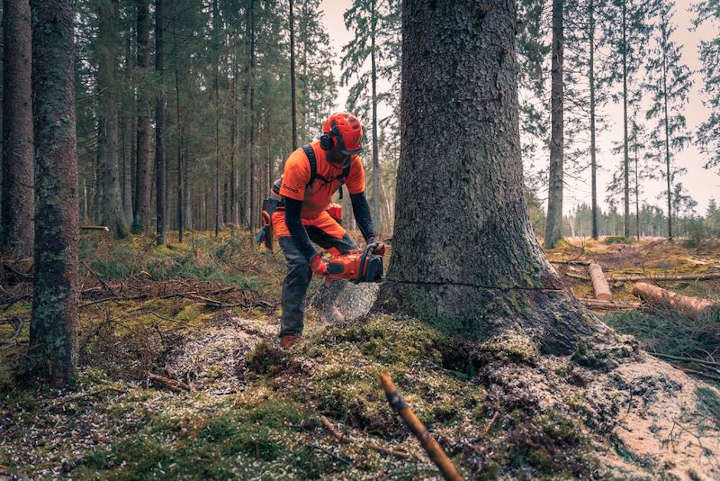 Für die Zukunft des Waldes: Husqvarna Forstwerkzeug und Kettensägen im winterlichen Einsatz