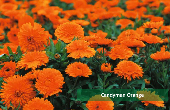 Calendula Candyman Orange zum Liebling der Besucher gewählt