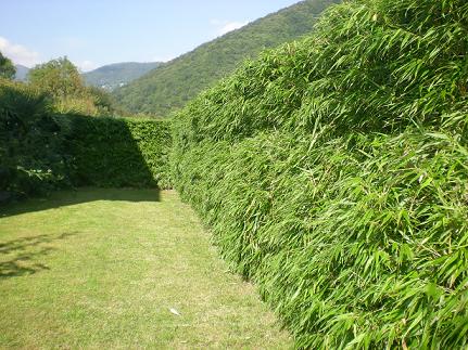 Bambus Fargesia-Arten