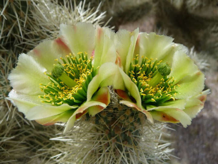 Der Kaktus des Jahres 2022 – der Teddybärkaktus, Cylindropuntia bigelovii