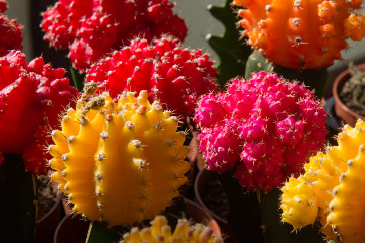 Der Kaktus des Jahres 2023 – der Erdbeerkaktus / Gymnocalycium friedrichii ‘Hibotan’