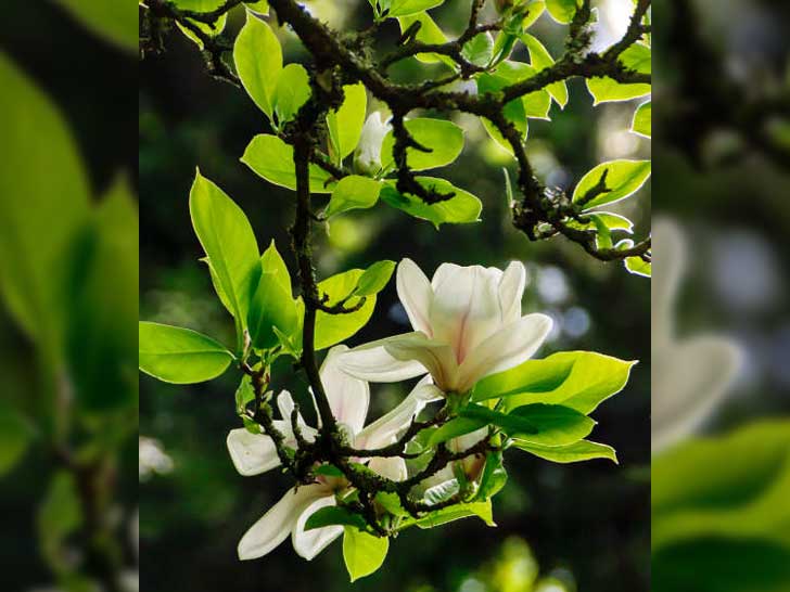 Tulpen-Magnolien