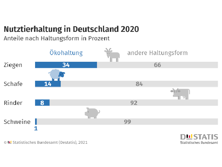 Zahl der Woche: 14 % aller Schafe in Deutschland in Ökohaltung