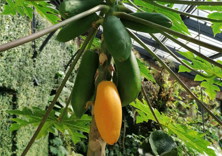 Botanischer Garten Karlsruhe: Blühkalender im April. Die Carica papaya wächst im Botanischen Garten