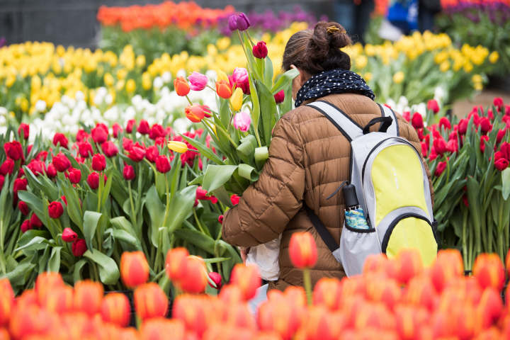 Typical Dutch – Das Tulpenfest in Amsterdam zum Auftakt der Saison
