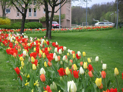 Blumenzwiebeln Niederlanden
