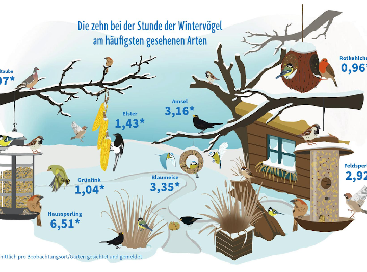 NABU: Mehr Futterhausbesucher als 2021, trotzdem weniger Vögel als im Durchschnitt