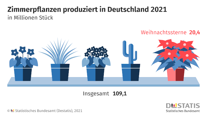 Fast jede fünfte in Deutschland produzierte Zimmerpflanze ist 2021 ein Weihnachtsstern