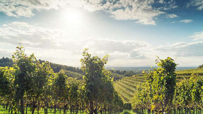 Weinbau: 290 Hektar mehr Rebfläche in 2022